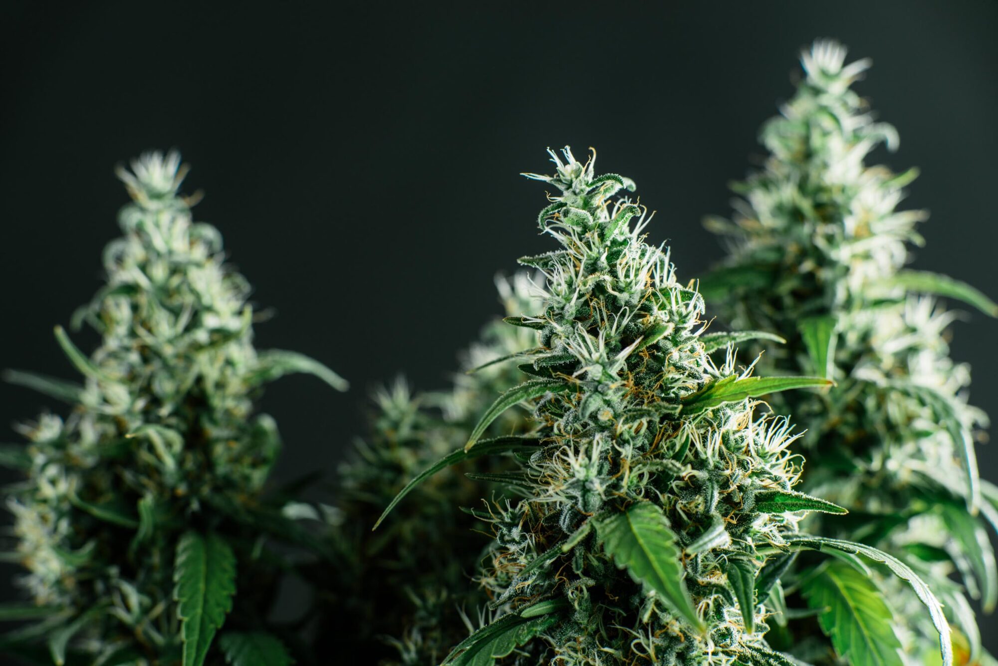 cannabis U.S. Farmed Cannabis