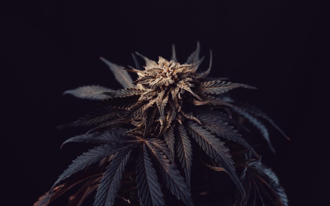Delta 9 THC benefits: Everything You Need to Know
