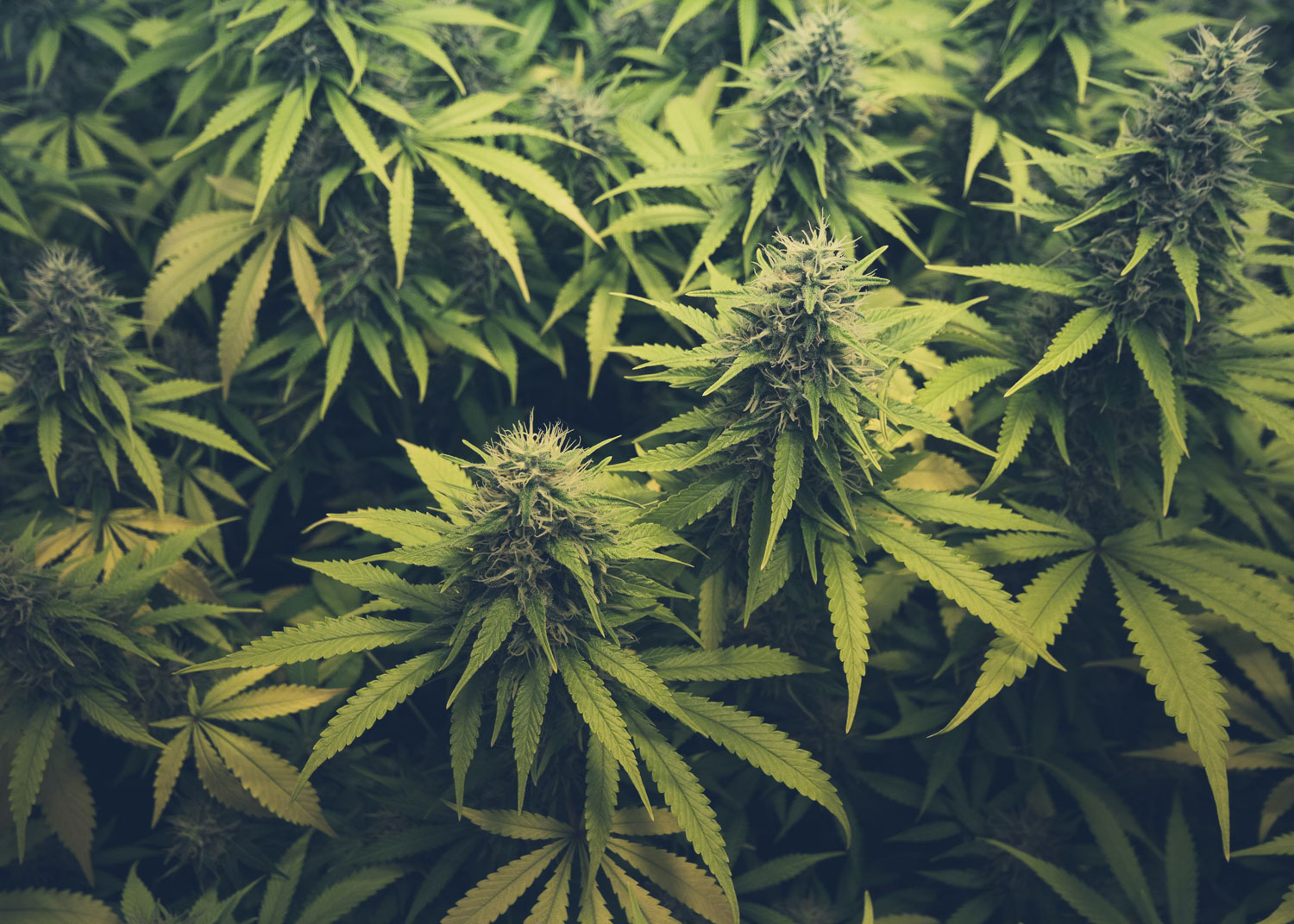 cannabis-plants